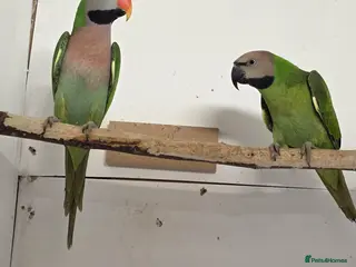 Parakeets birds Breeding Pair Mustache Parakeets - Advert 4