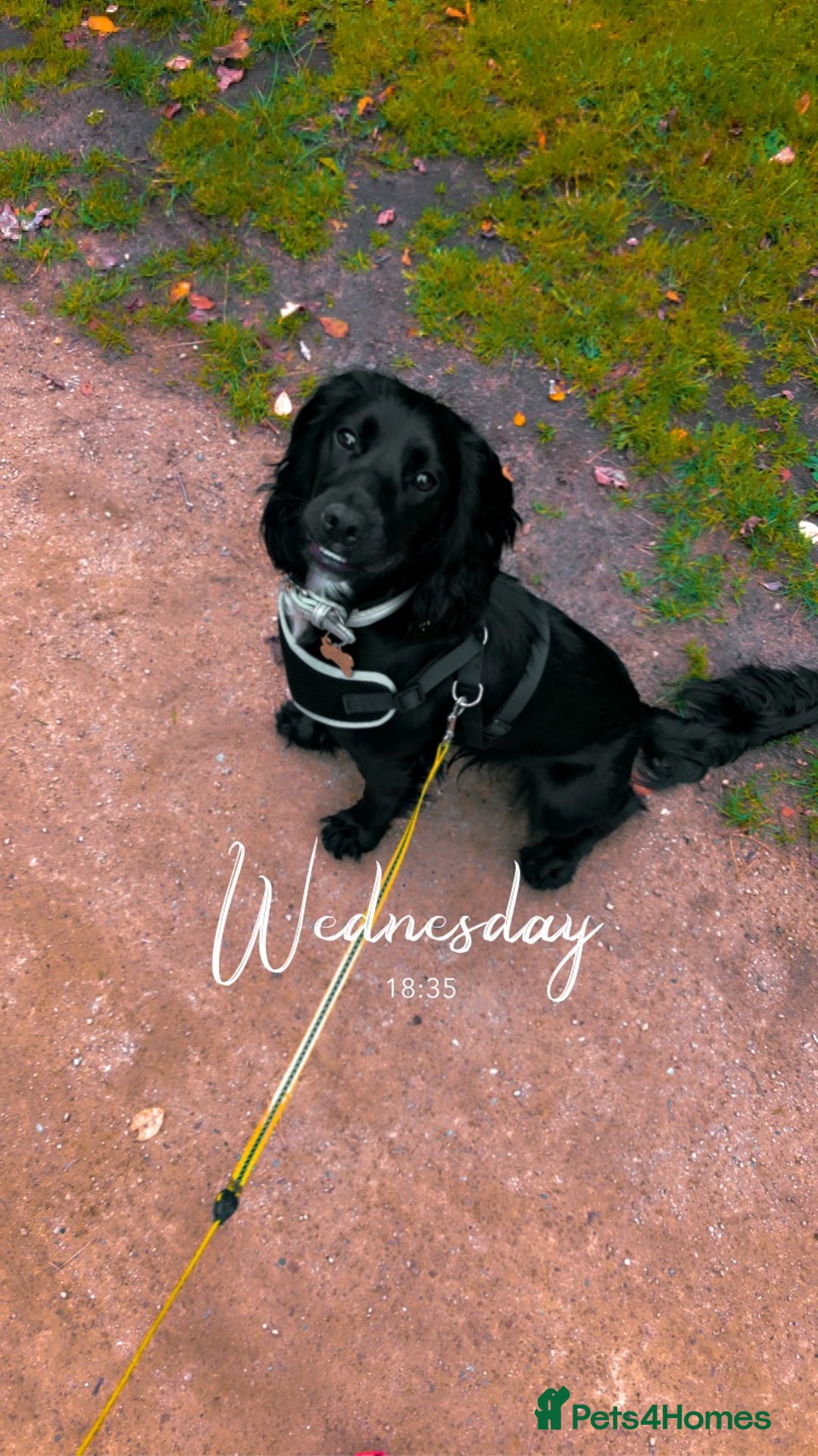 Cocker Spaniel dogs for stud: KC registered Cocker Spaniel Striker for stud - Image 29