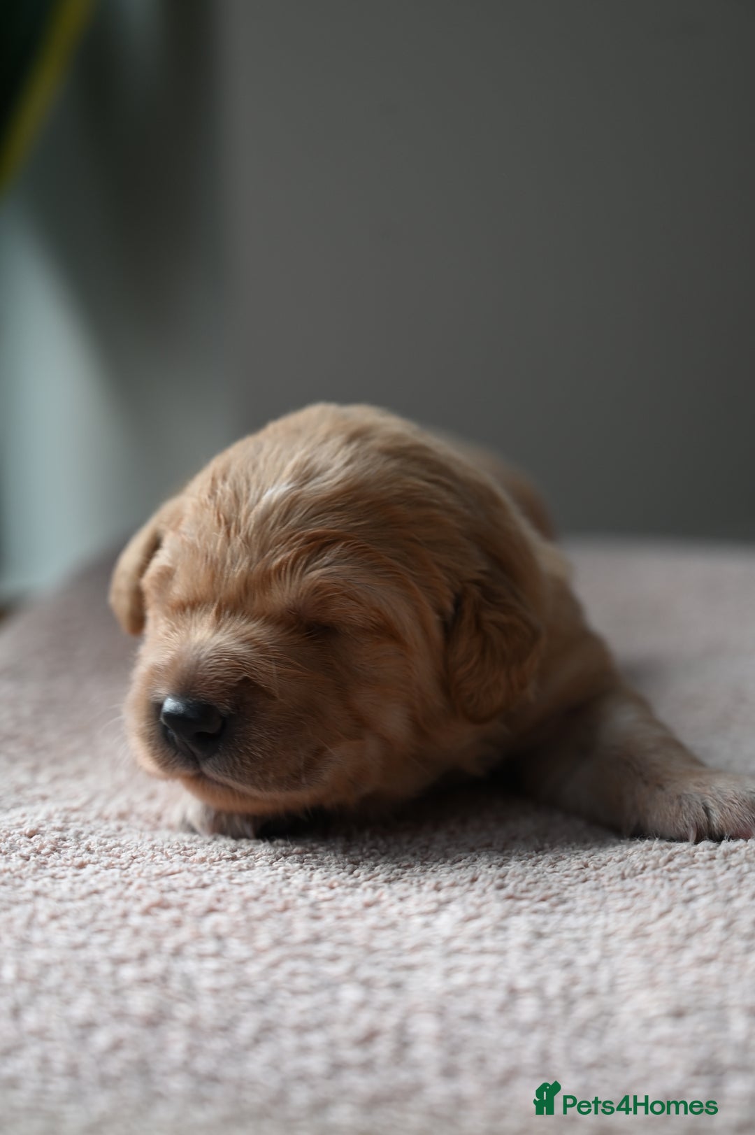 Golden Retriever dogs for sale: Golden Retriever pups for sale - Advert 16