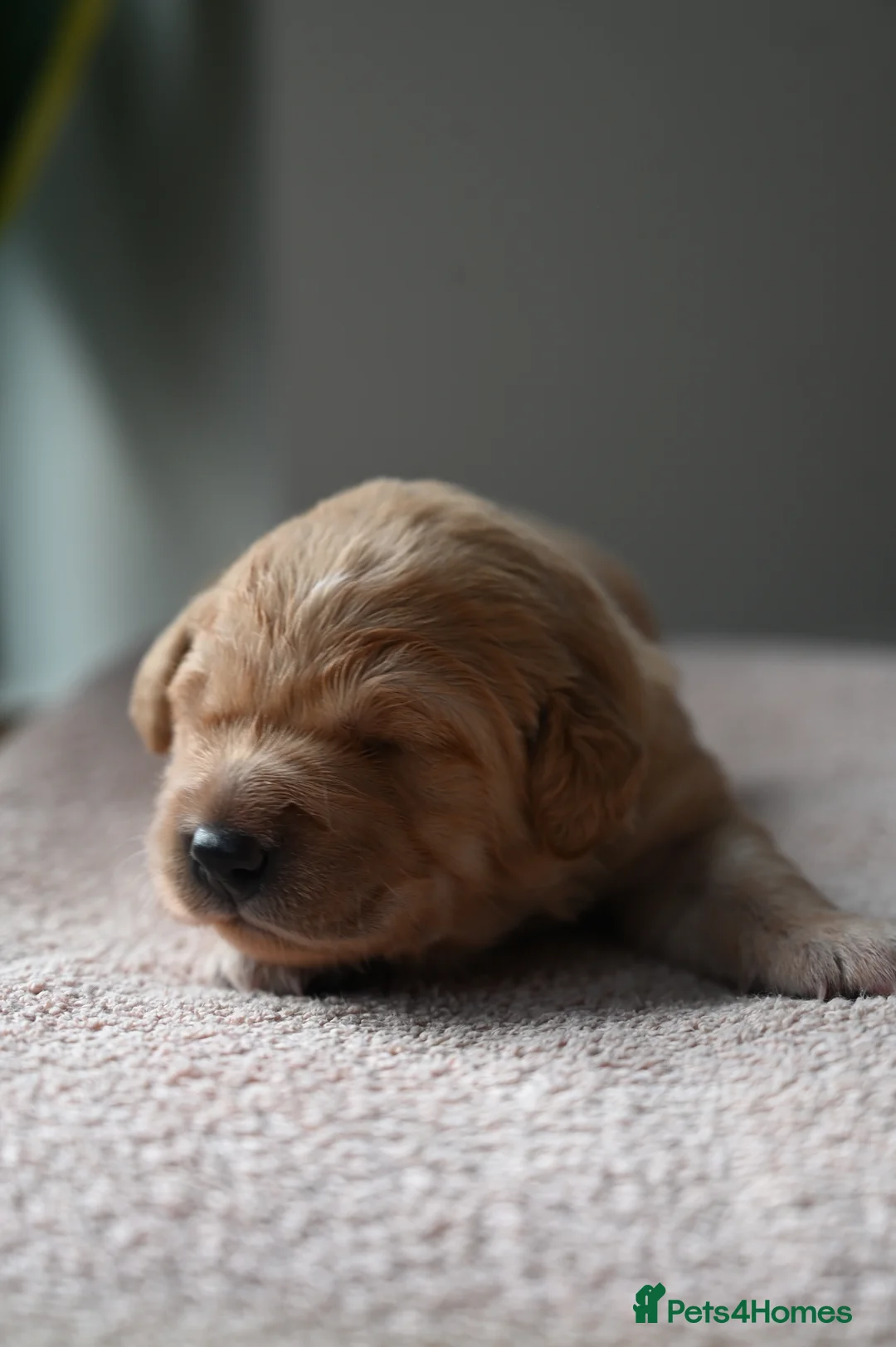 Golden Retriever dogs for sale: Golden Retriever pups for sale - Advert 17