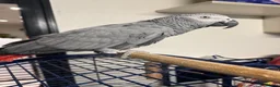 Parrots birds for sale: African Grey Parrot in Reading - Advert 1