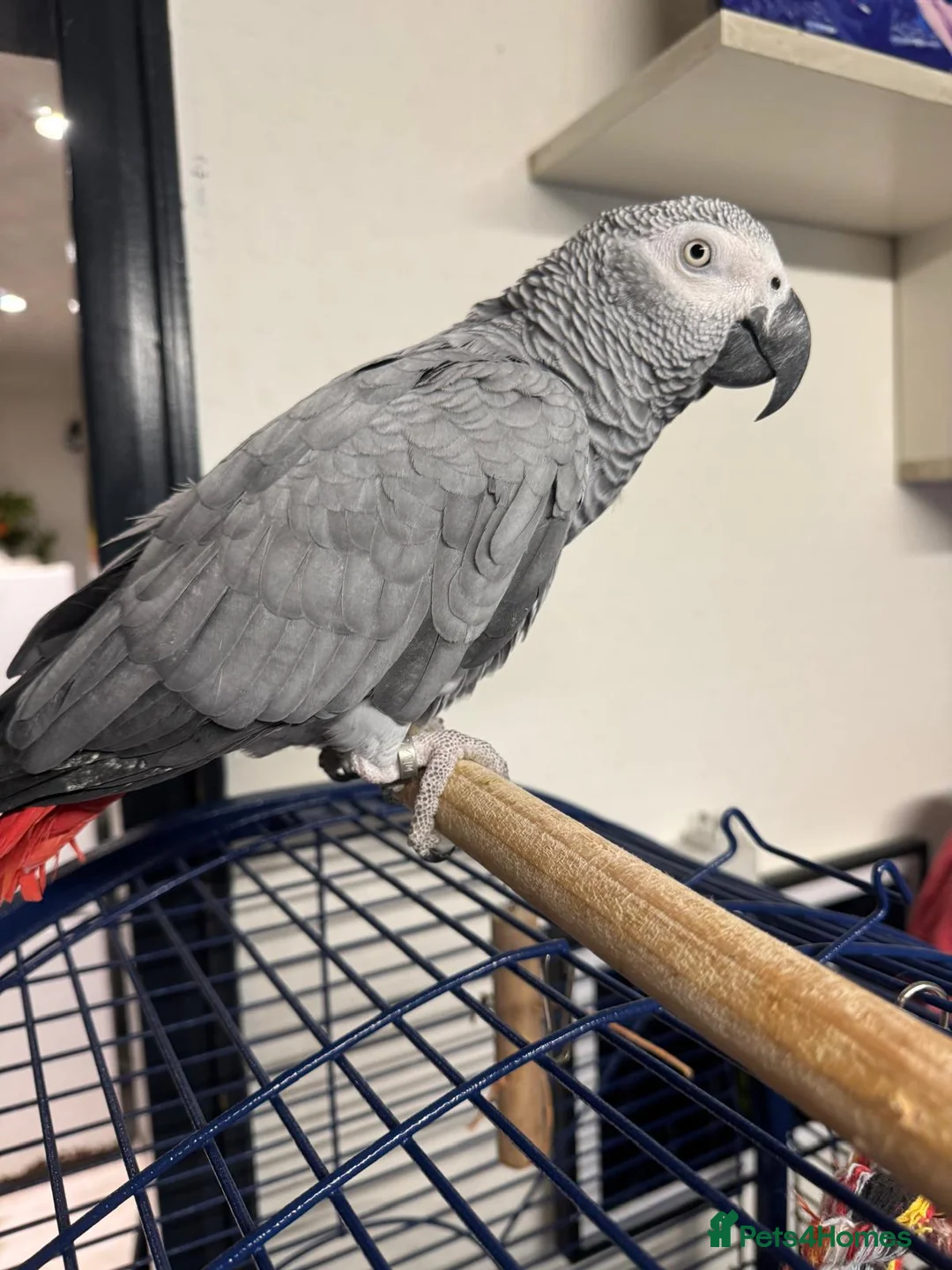 Parrots birds for sale: African Grey Parrot in Reading - Advert 1