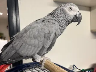 Parrots birds African Grey Parrot - Advert 1