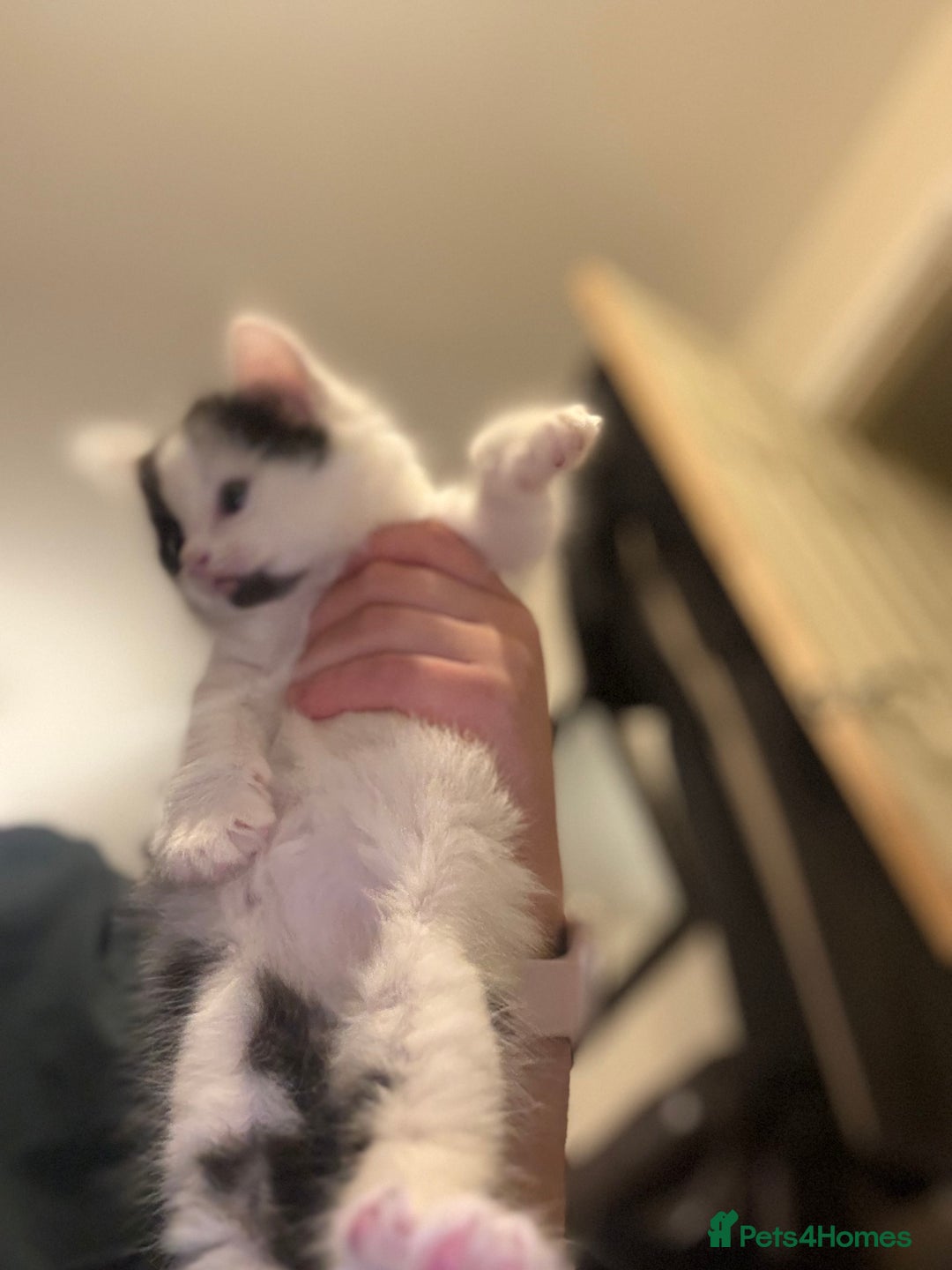 British Longhair cats for sale: 1 female cat and 1 kitten for sale  - Image 5