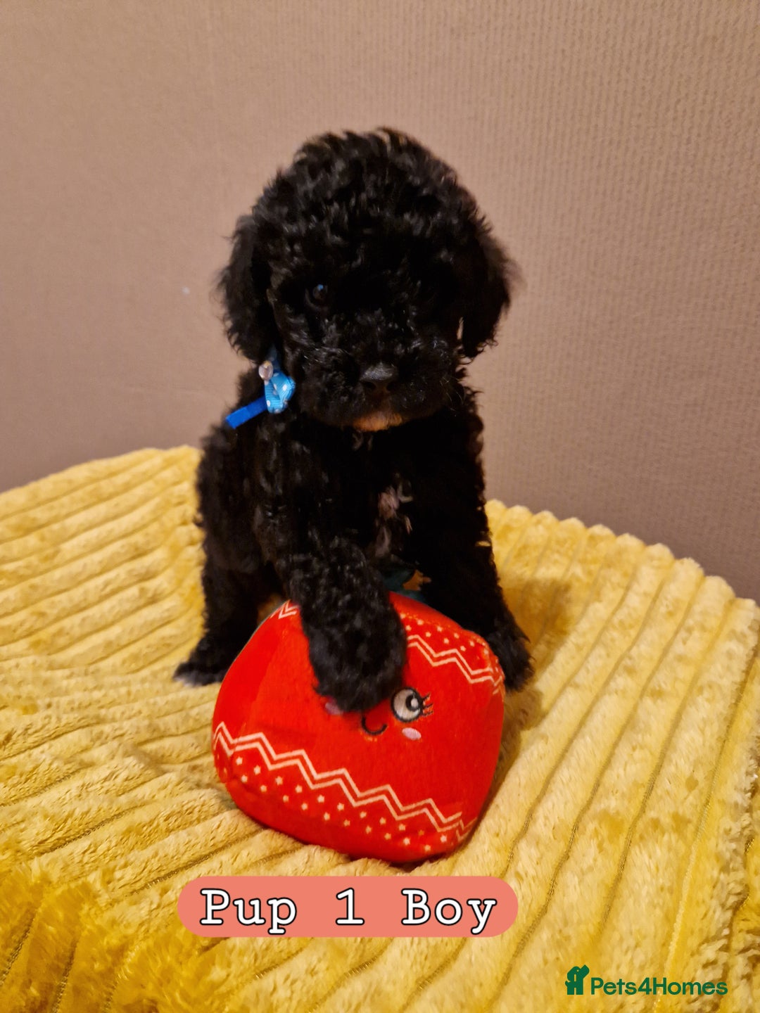 Poochon dogs for sale: 5 Cute and Cuddly Poochons  j  - Advert 3