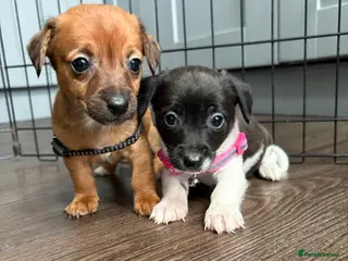 Jack Russell dogs Jack Russel puppies in Retford - Advert 1