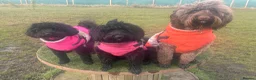 Australian Labradoodle dogs for stud: Douglas MacDoodle - Stud - Advert 7
