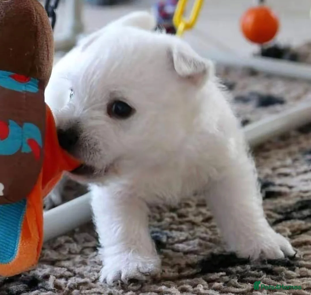 West Highland Terrier dogs for sale: West Highland terrier puppies  in Glasgow - Advert 1