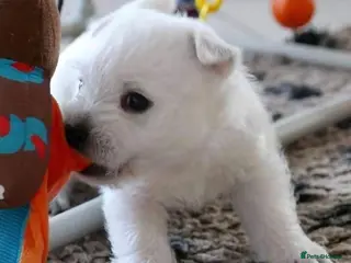 West Highland Terrier dogs West Highland terrier puppies - Advert 3