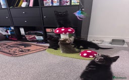Mixed Breed cats for sale: 5 super cute kittens  - Image 24