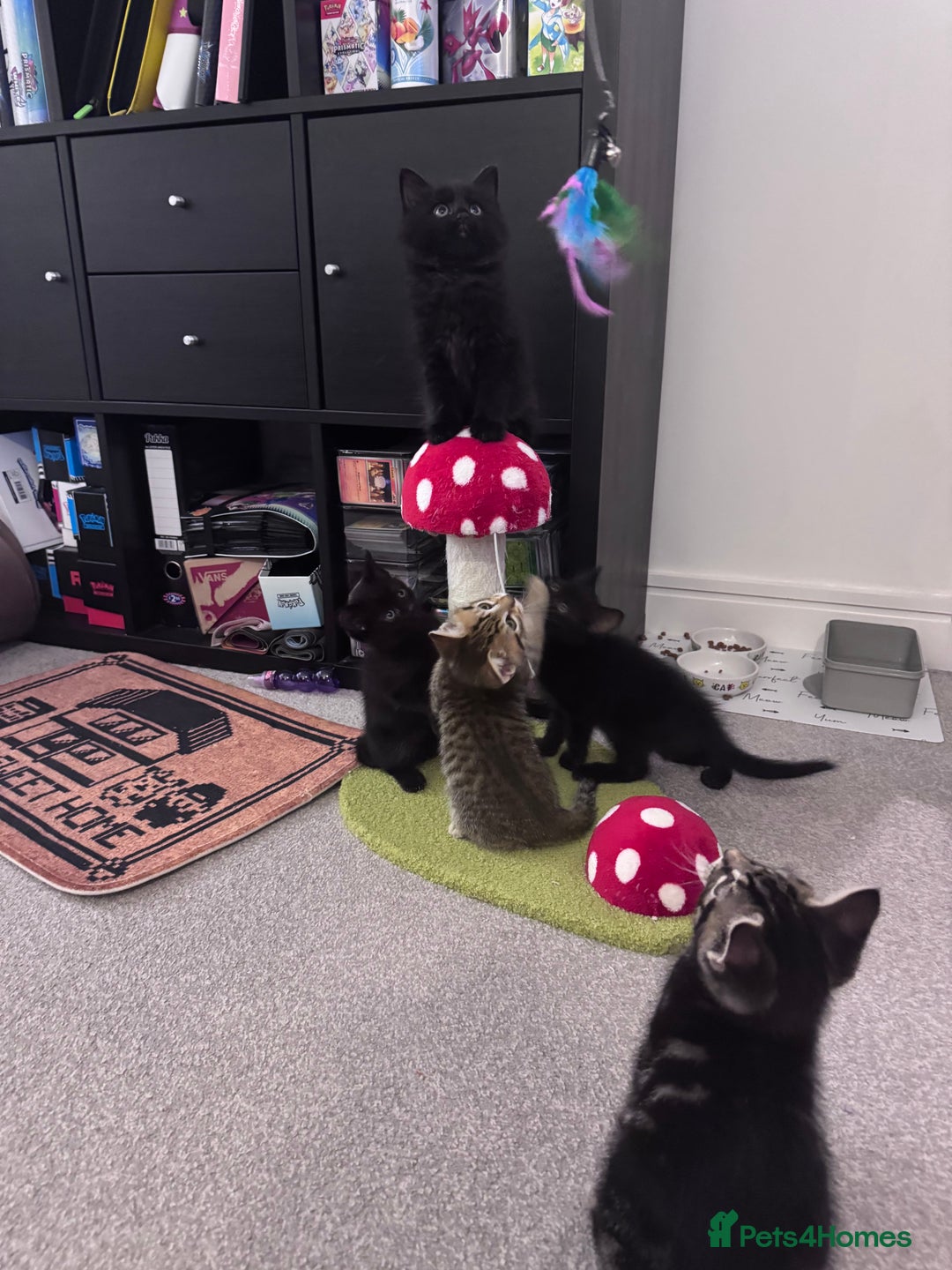 Mixed Breed cats for sale: 5 super cute kittens  - Image 24