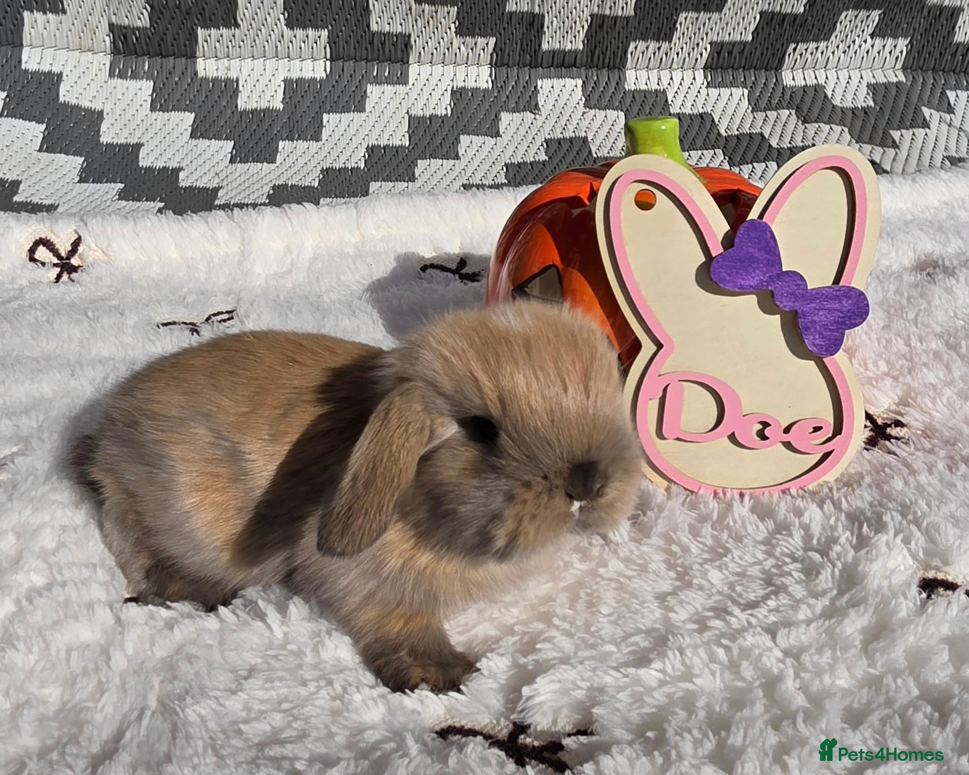 Mini Lop rabbits Purebred Mini lops - Advert 6