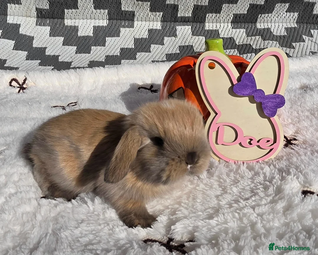 Mini Lop rabbits for sale: Purebred Mini lops - Advert 2