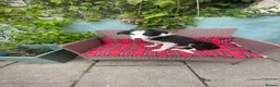 Border Collie dogs for sale: Classic Long Coated B&W Border Collie Boy Pup - Advert 3