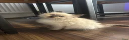 Ragdoll cats for sale: Pure Ragdoll kittens - Advert 22