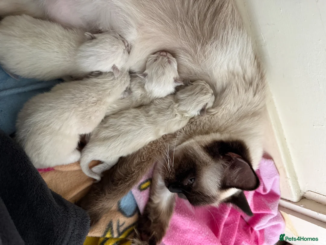 Ragdoll cats for sale: Ragdoll kitten’s - Advert 2