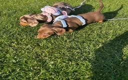 Dachshund dogs for sale: Miniature dauchaund  - Image 2