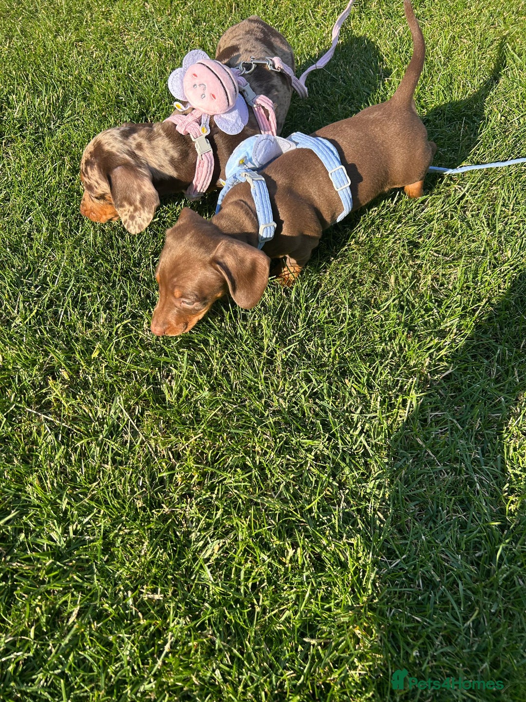 Dachshund dogs for sale: Miniature dauchaund  - Image 2