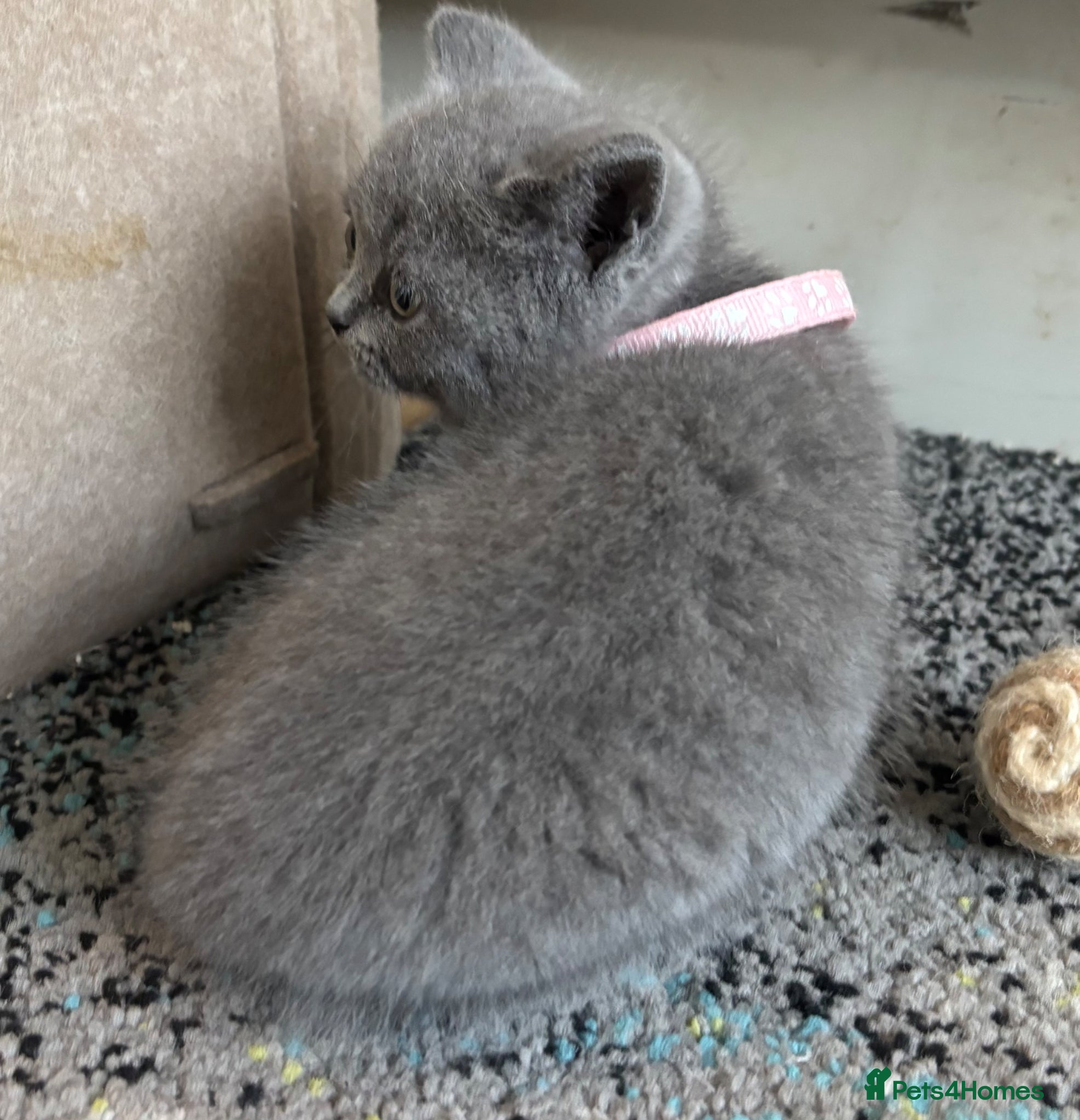 British Shorthair cats 5 beautiful British Blues and Colourpoints - Advert 2
