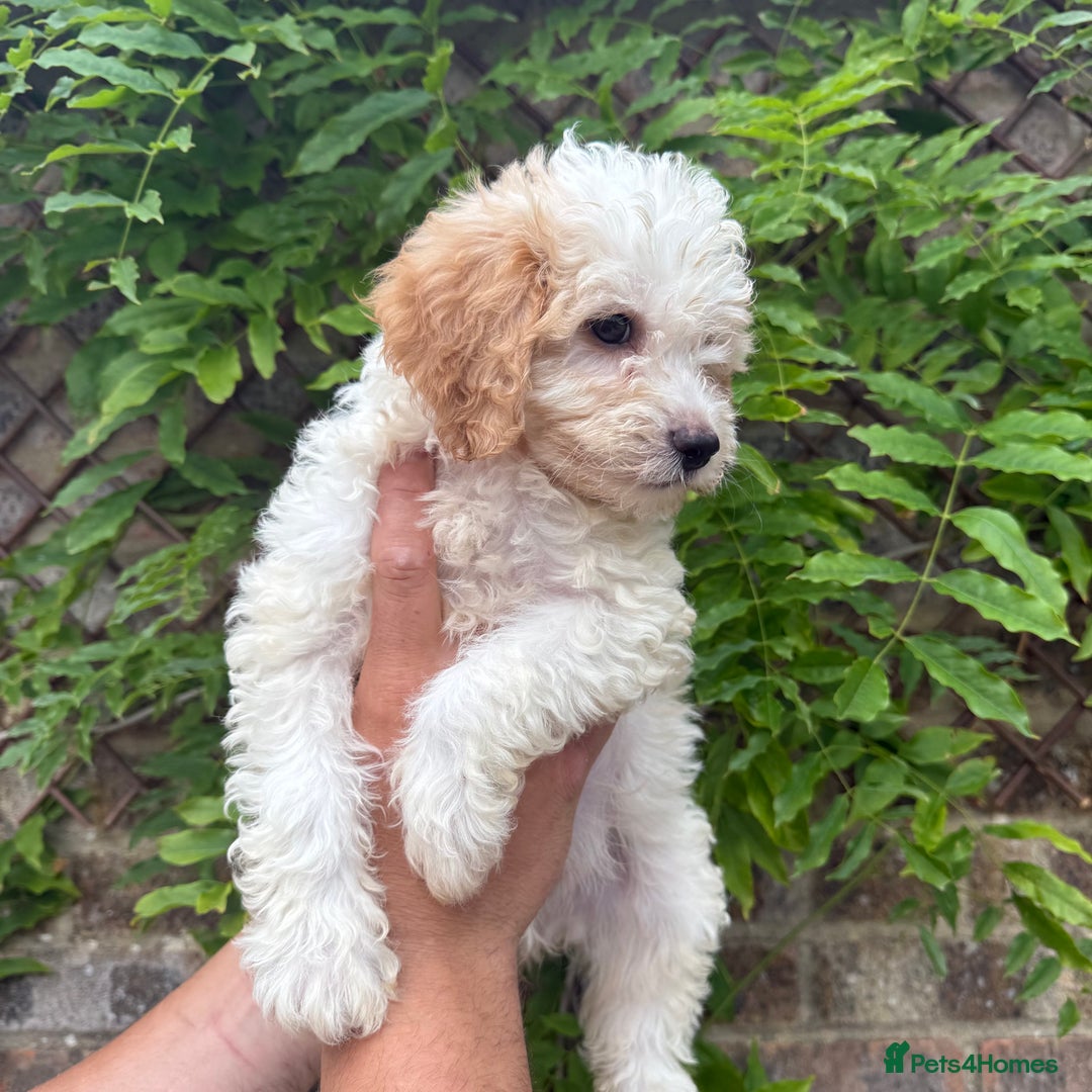 Cavapoo dogs for sale: FULLY VACCINATED Cavapoo Pups LICENSED BREEDER in Southampton - Image 5