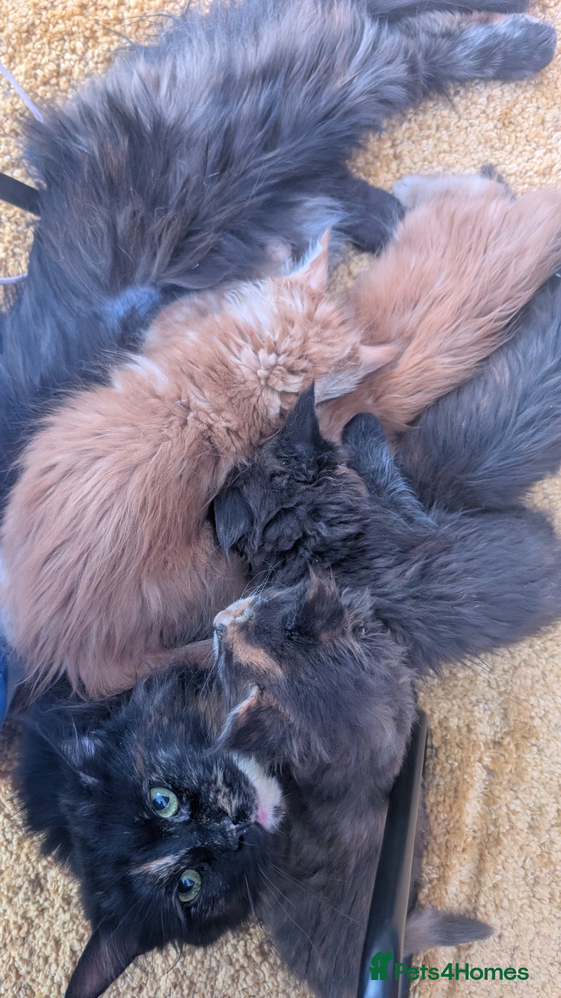 Maine Coon cats Tica Registered Maine coon kittens - Advert 2
