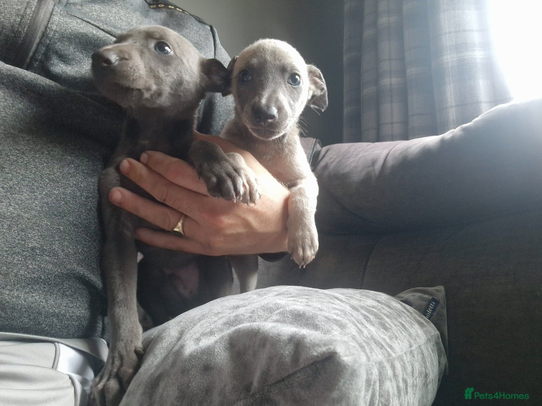 Mixed Breed dogs for sale: Whippet pups - Image 3