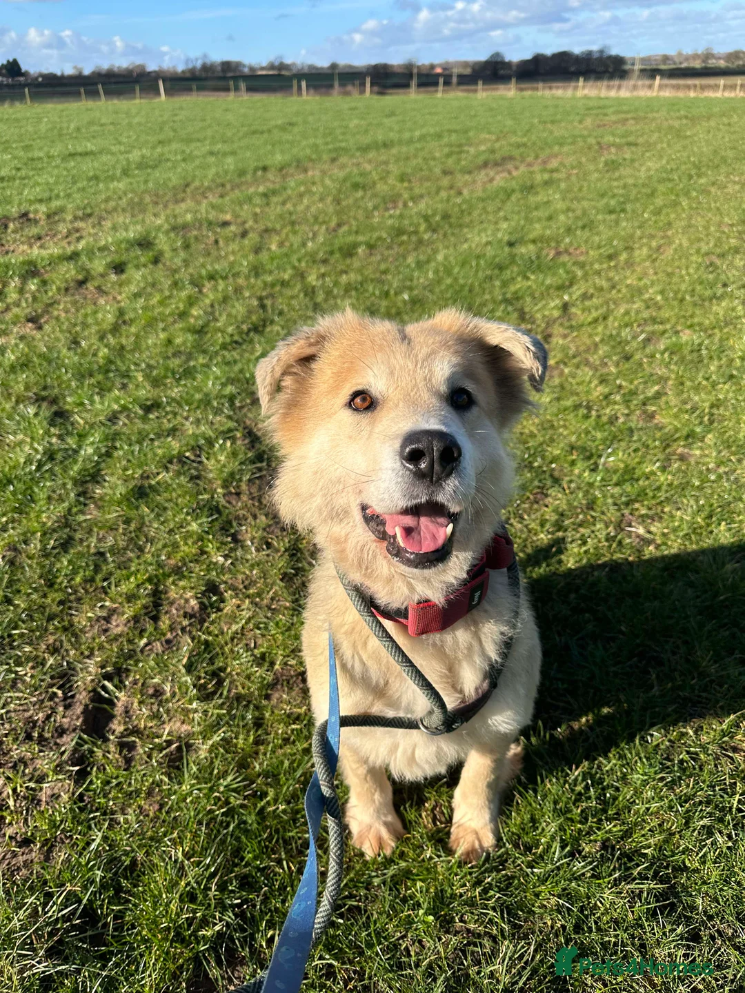 Mixed Breed dogs for adoption: Meet Paddy, currently residing in Cheshire  in Nantwich - Advert 5