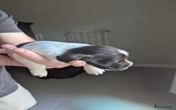 English Springer Spaniel dogs for sale: Working English Springer Spaniel Puppies - Image 4