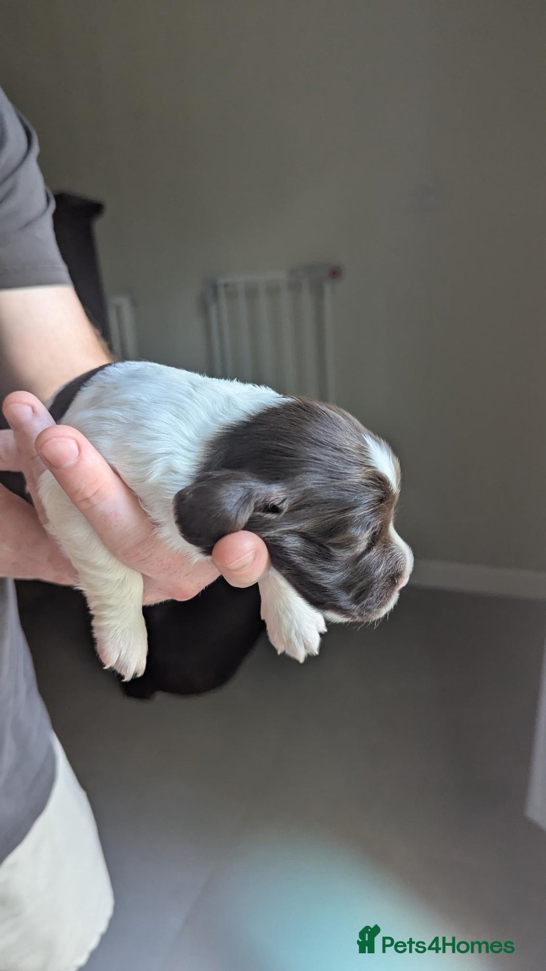 English Springer Spaniel dogs for sale: Working English Springer Spaniel Puppies - Image 4