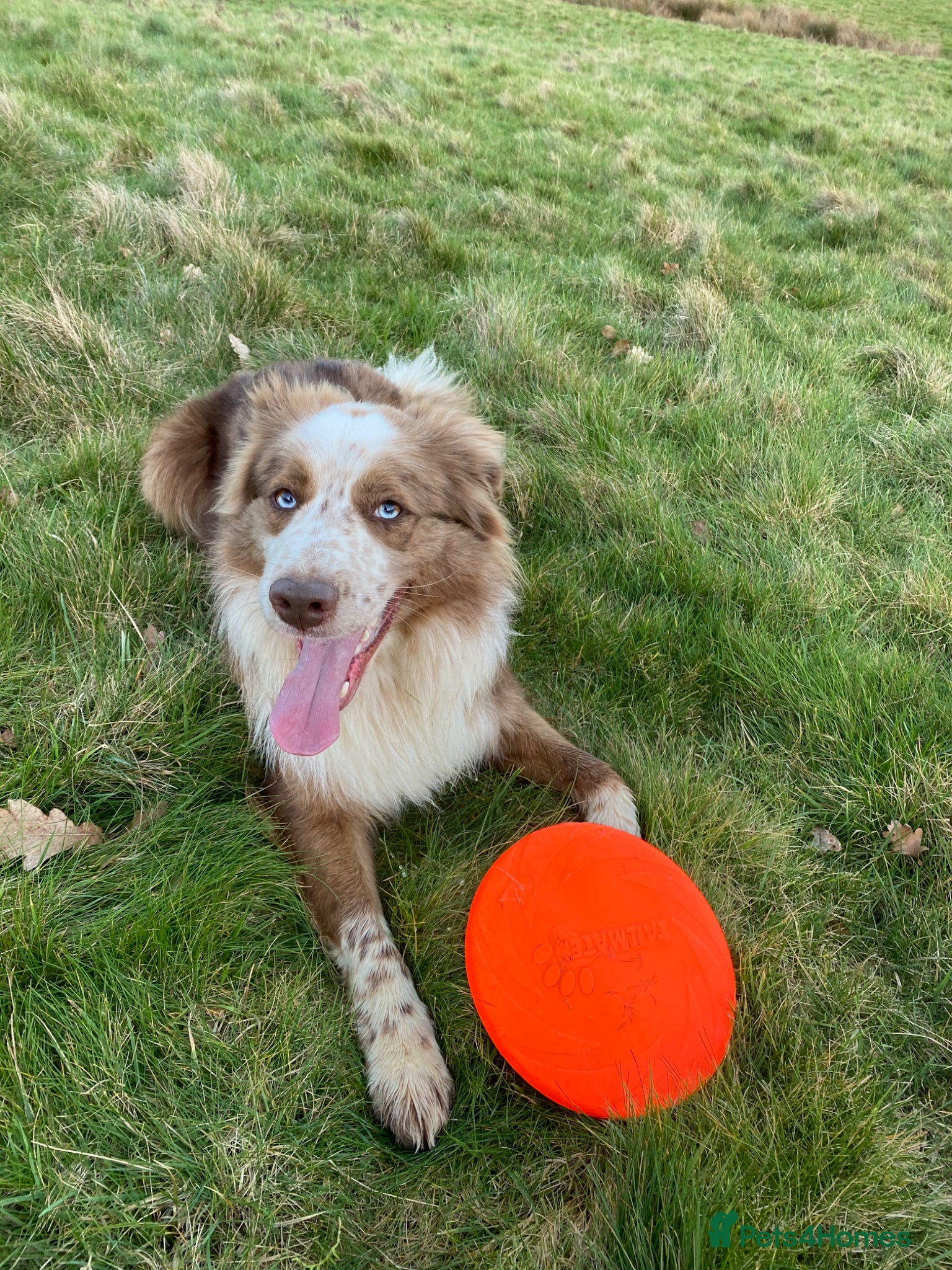 Border Collie dogs for adoption: *READ ATTENTIVELY*  New Home for 6YO Border Collie in Banbury - Advert 4