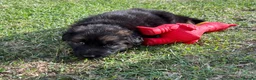 German Shepherd dogs for sale: 🐾🐶 GERMAN SHEPHERD PUPPIES FOR SALE 🐶🐾 in King's Lynn - Advert 2