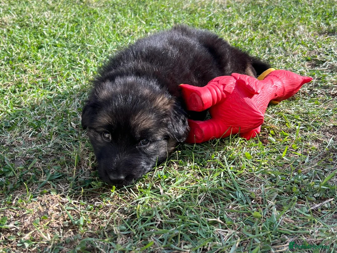 German Shepherd dogs for sale: 🐾🐶 GERMAN SHEPHERD PUPPIES FOR SALE 🐶🐾 in King's Lynn - Advert 2