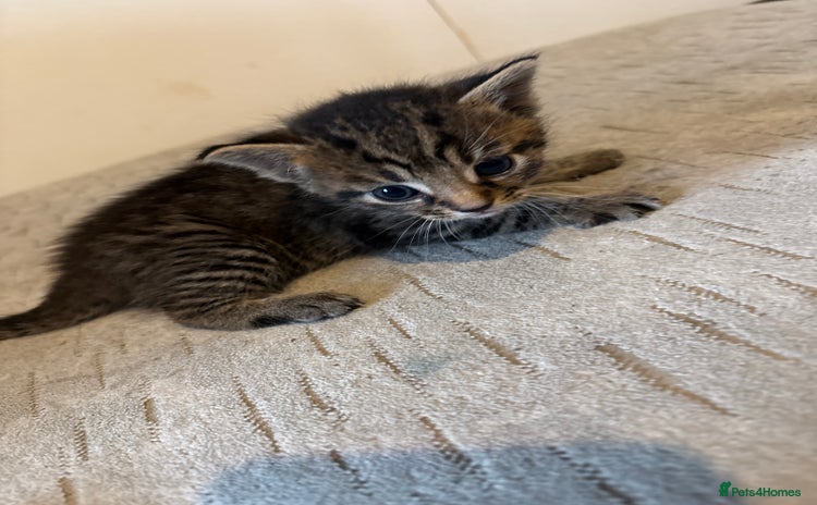 Domestic Shorthair cats - Advert 1
