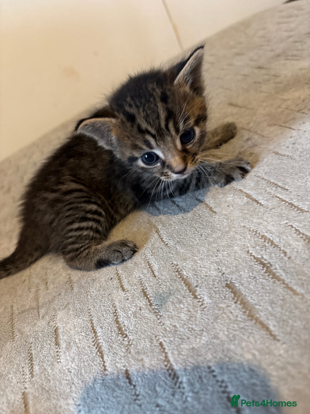 Domestic Shorthair cats for sale: Short Hair kittens  - Image 1