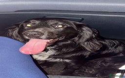 English Springer Spaniel dogs for sale: Reggie  - Advert 4