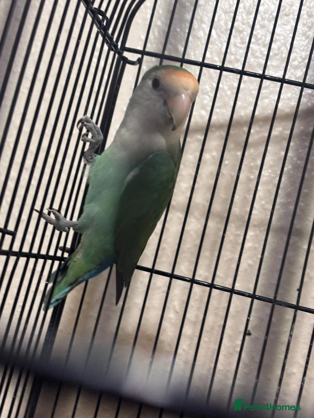 Lovebirds birds for sale: Selling love birds  in Dundee - Advert 7