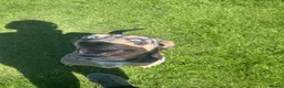 Catahoula Leopard Dog dogs for sale: Looking for a foster for my baby in Ashford - Advert 2