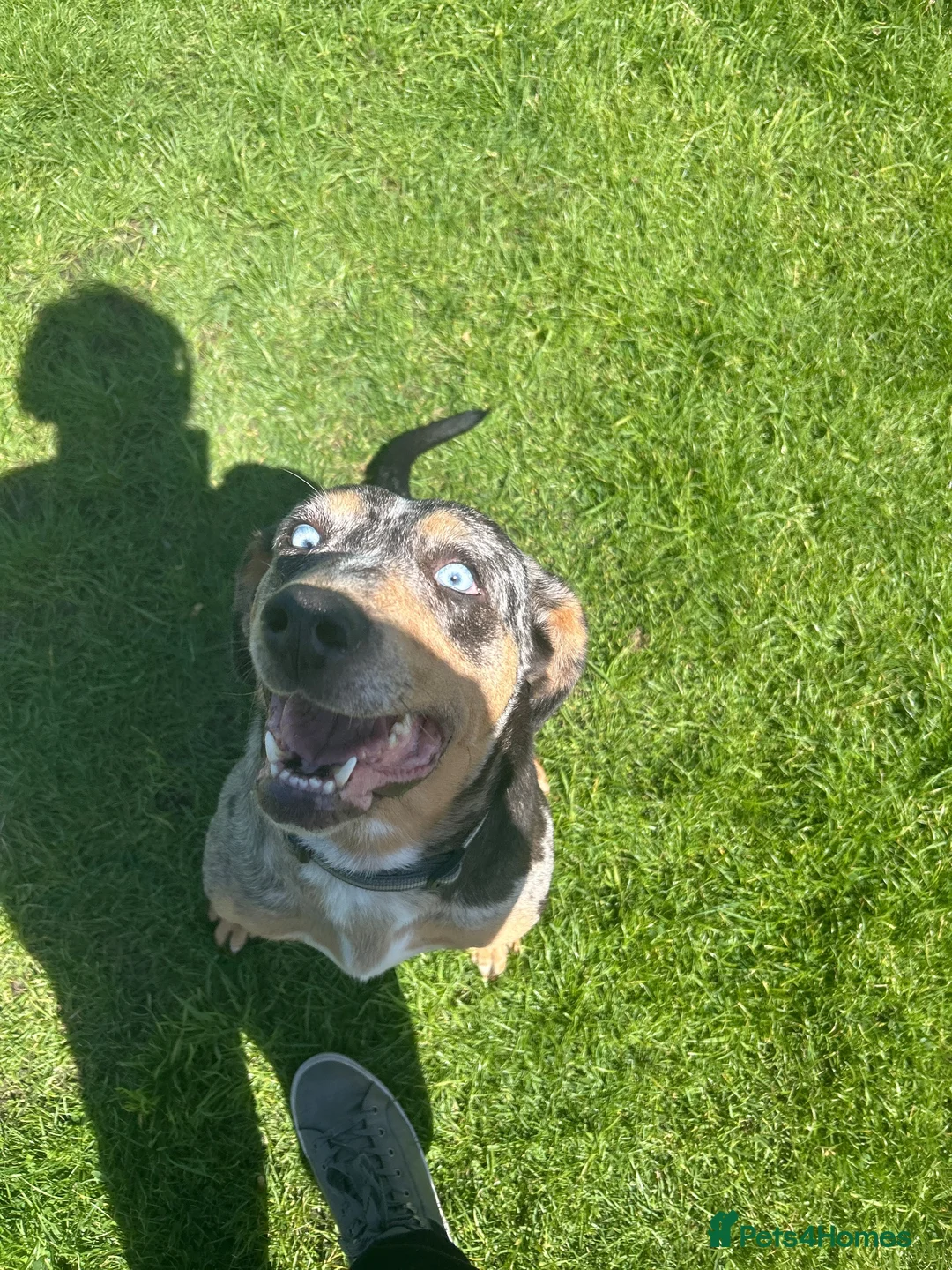 Catahoula Leopard Dog dogs for sale: Looking for a foster for my baby in Ashford - Advert 2
