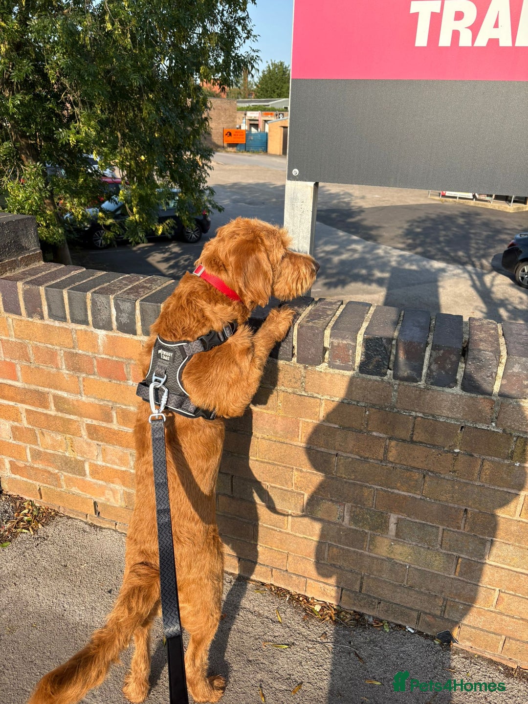 Labradoodle dogs for sale: 10 month old labradoodle for rehoming - Image 6