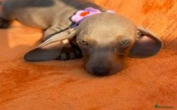 Miniature Dachshund dogs for sale: KC Reg Miniature Dachshund Puppies  - Image 8