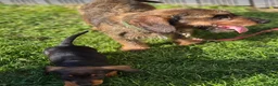 Dachshund dogs for sale: Wirehaired dachshund teckel pups in Crook - Advert 2