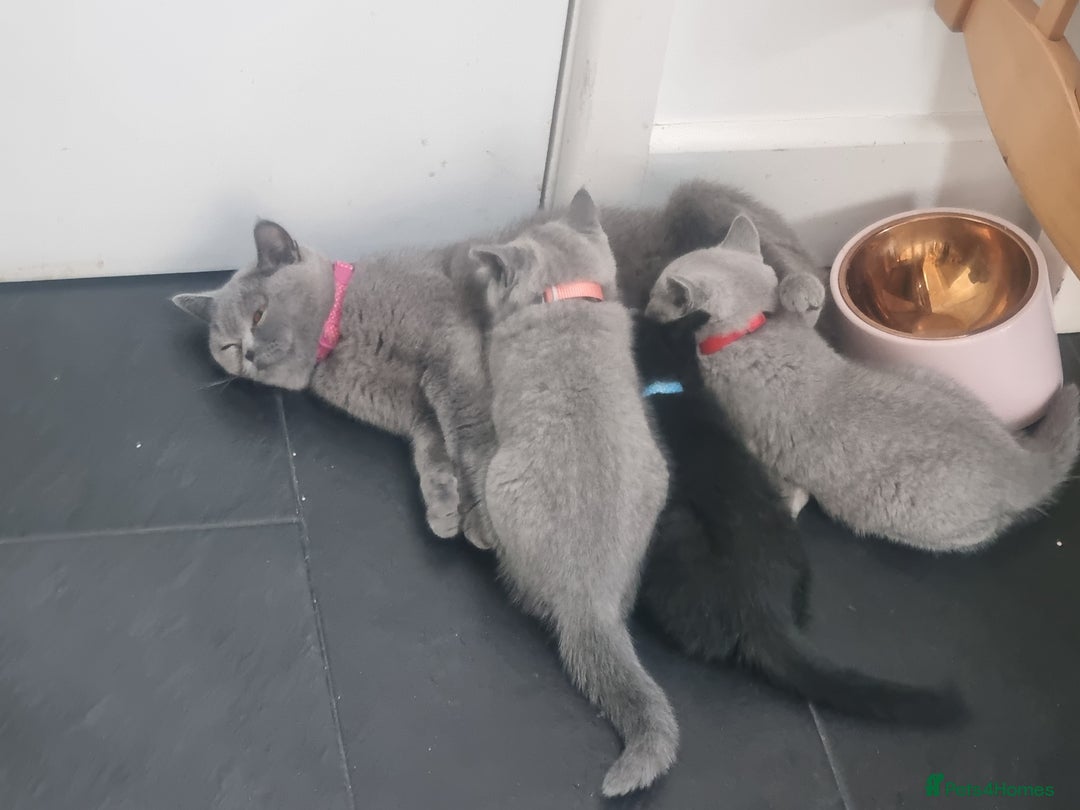British Shorthair cats for sale: Beautiful BSH kittens in West London - Image 10