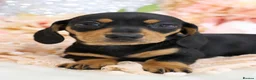 Miniature Dachshund dogs for sale: KC Miniature Dachshund Puppies - Advert 14