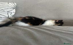 Savannah cats for sale: 4 kittens  - Image 10