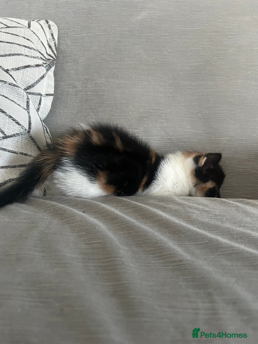 Savannah cats for sale: 4 kittens  - Image 10