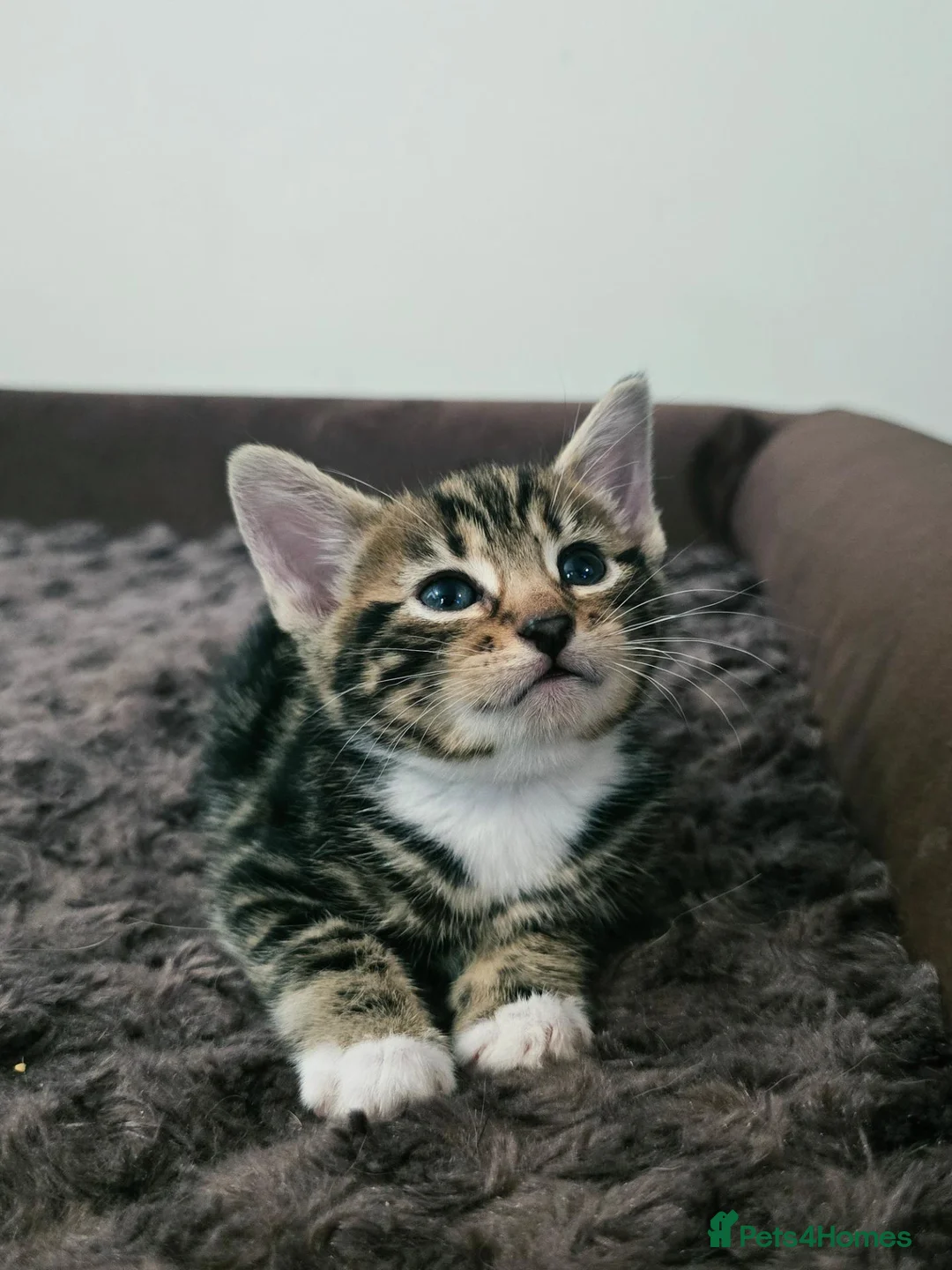 Bengal cats for sale: Bengal mixed kittens  in Harlow - Advert 2