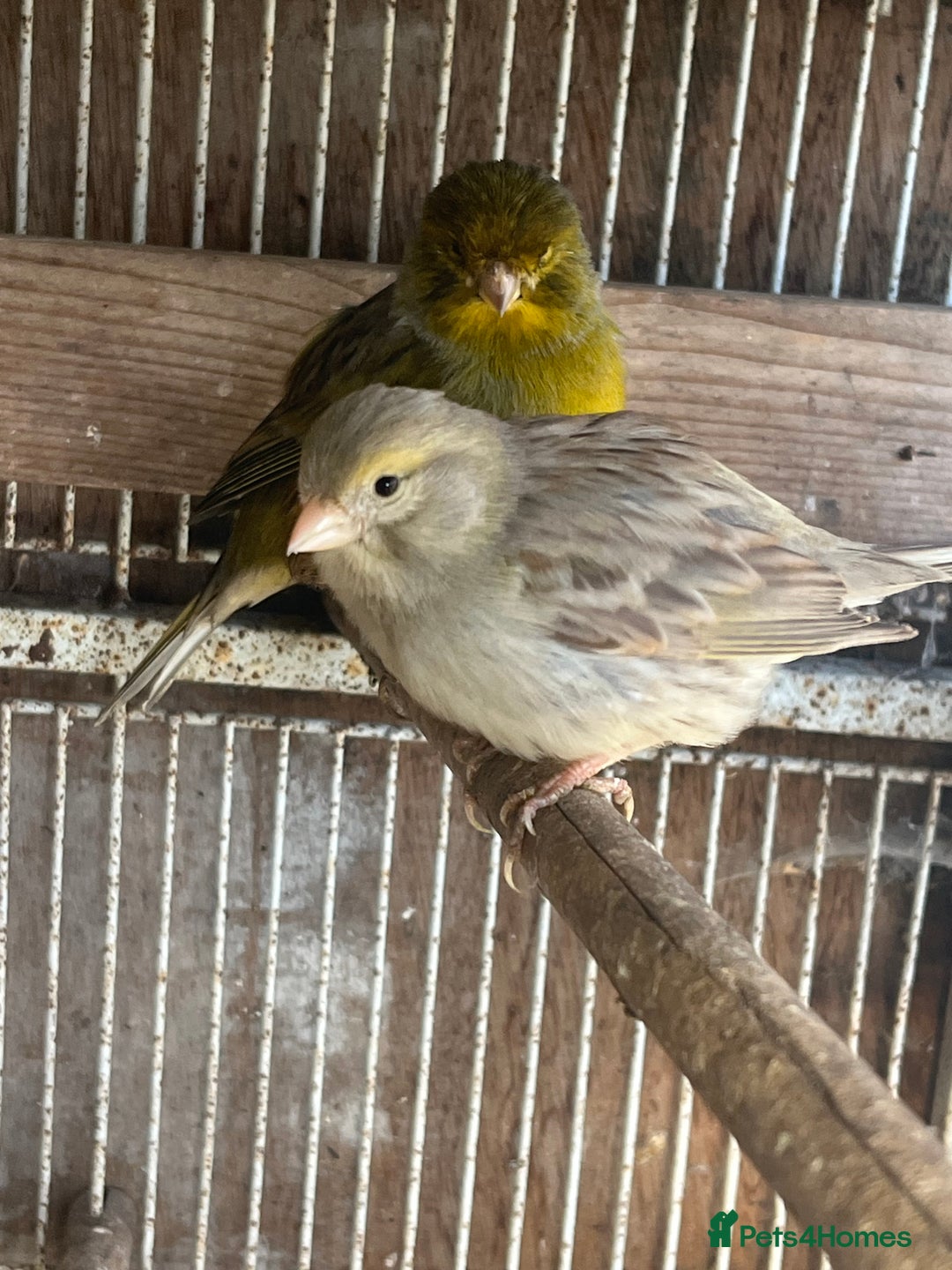 Canaries birds for sale: Canaries available  - Advert 3