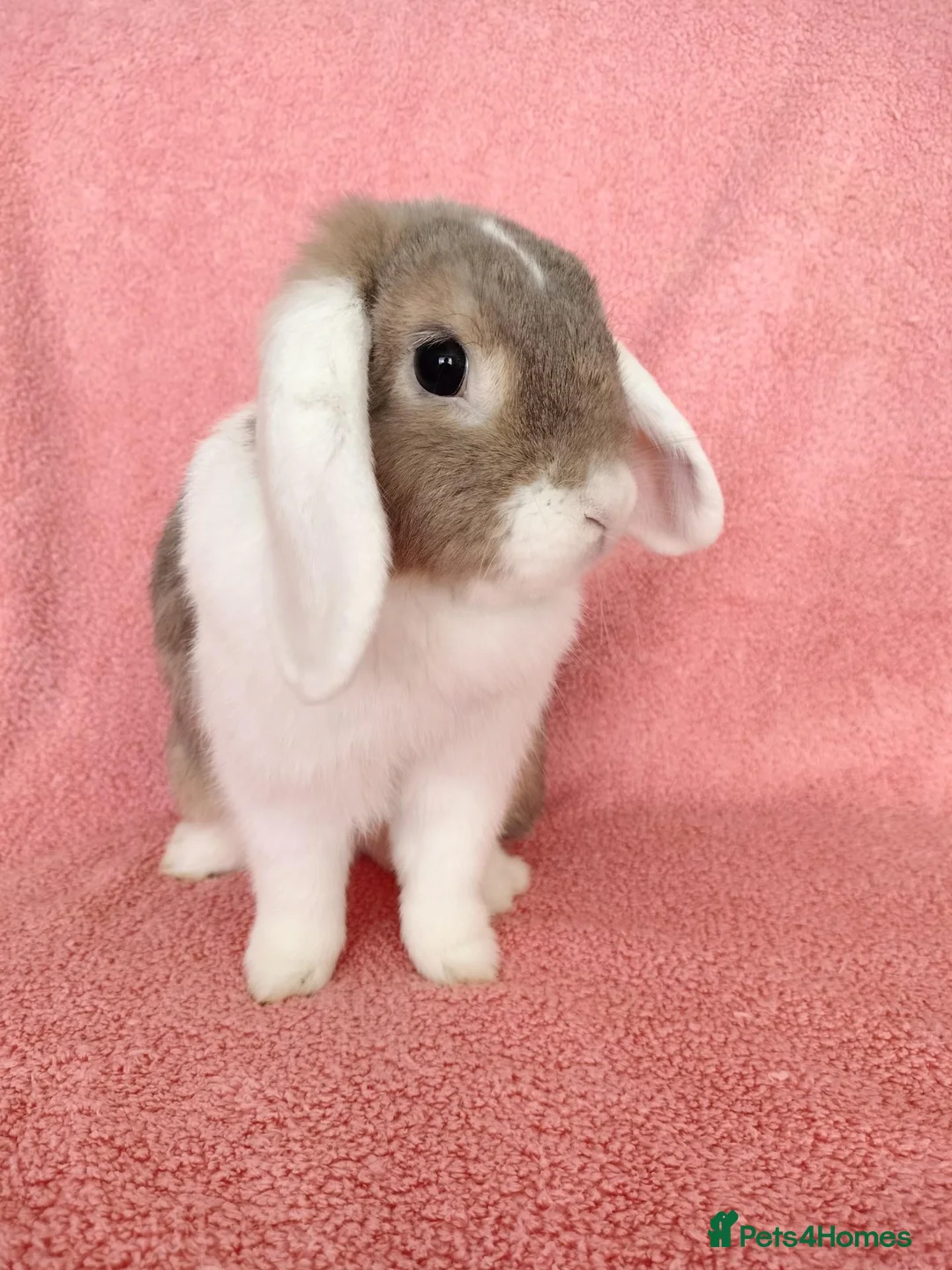 Mini Lop rabbits for sale: Adult mini lop for sale  - Advert 1
