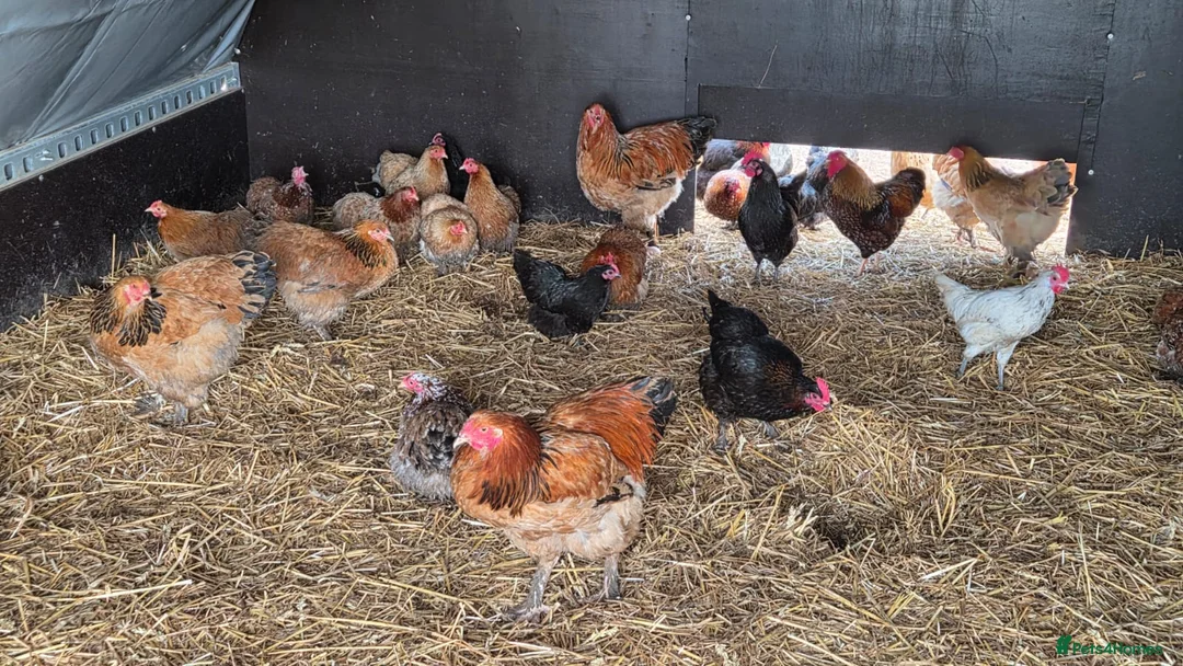 Chickens poultry for sale: Poultry for Sale  - Advert 1