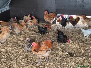 Chickens poultry Poultry for Sale - Advert 6